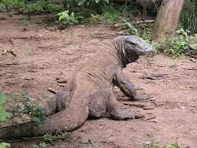Wildlife Photos of Komodo Island and Komodo Dragon