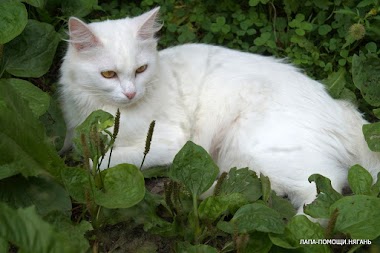 Кошка Белка. Роскошная белоснежная красавица в ожидании любящих хозяев