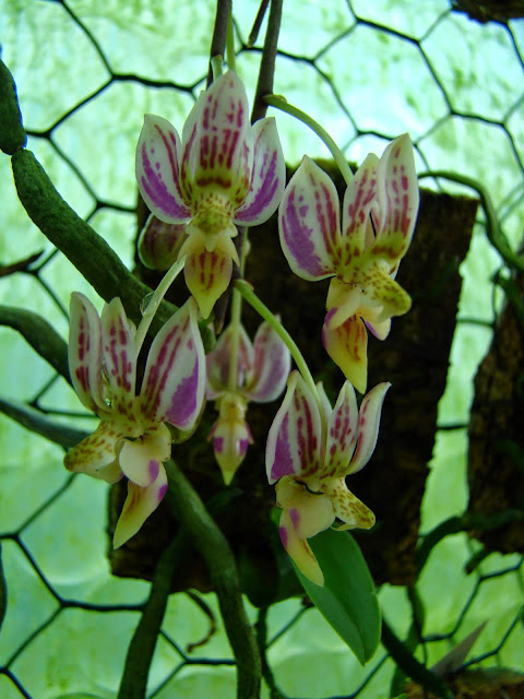 Phalaenopsis finleyi DSC02210