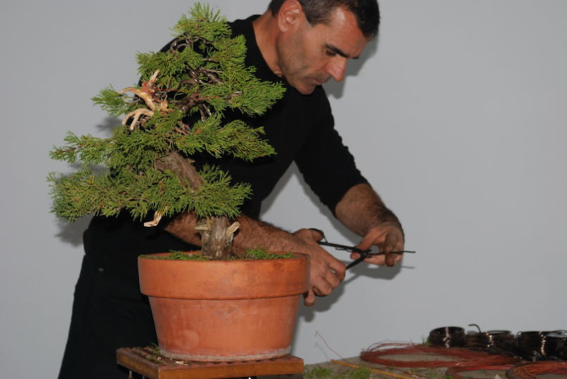 XI Exposición Invernal de bonsai de la A.S.B. Chokkan 177%252520XI%252520Exp.Inv.%252520ASBC%25252020111204%252520250