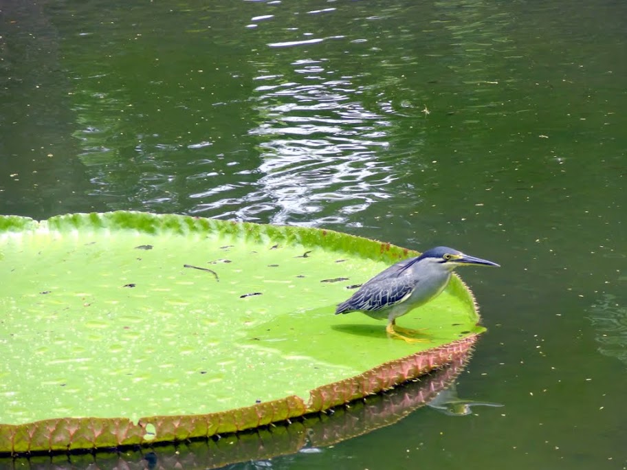 Costa neoRomantica: Сингапур,Малайзия,Таиланд, Шри-Ланка, Индия, Мальдивы,Сейшелы,Маврикий