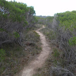 Track winding through the heath (105052)