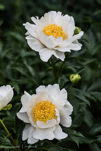 Paeonia Moon of Nippon Paeonia-moon-of-nippon-130627-37rm