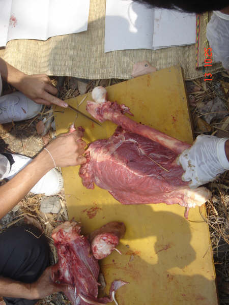 Κανίβαλοι στην Ταϋλάνδη μαγείρεύουν άνθρωπο (Σοκαριστικές εικόνες αυστηρά άνω των 18)  DSC09773