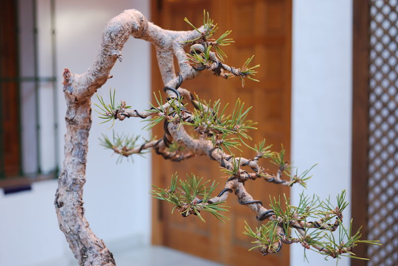 XI Exposición Invernal de bonsai de la A.S.B. Chokkan 184%252520XI%252520Exp.Inv.%252520ASBC%25252020111204%252520190