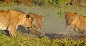 Wildlife Photos of Lionesses attacking a Crocodile (Lionesses vc Crocodile)