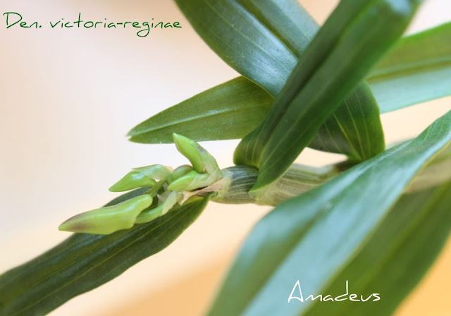 Dendrobium victoriae-reginae  - Страница 2 IMG_0404