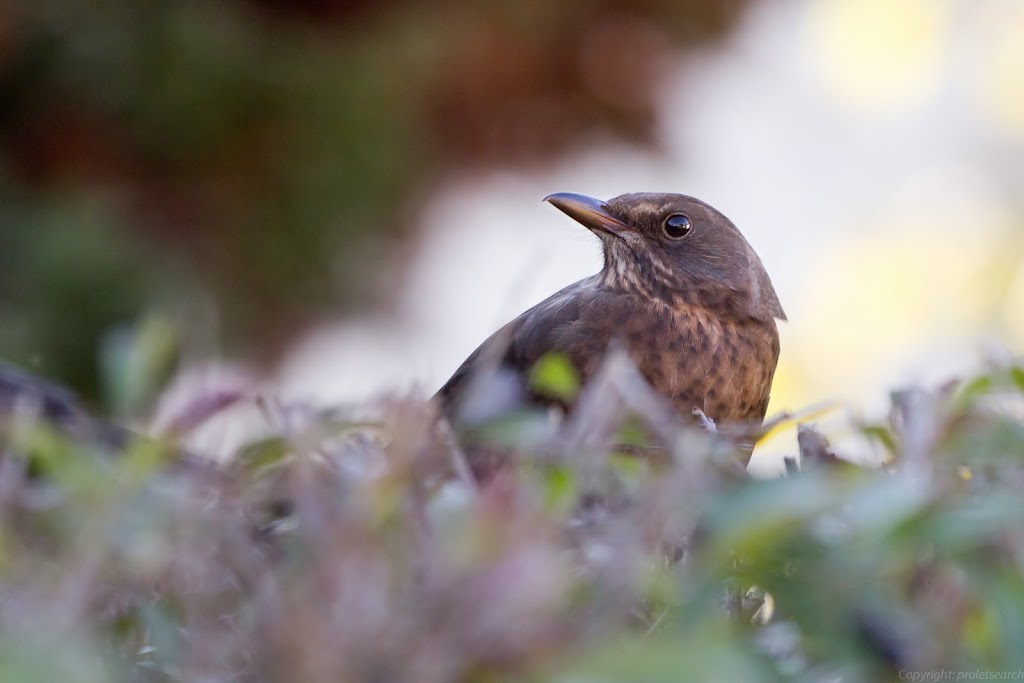 IMAGE: https://lh6.googleusercontent.com/-Yw_Ch5GkPes/TqNG191HS1I/AAAAAAAABkQ/UJwl1sBAUAg/s1024/IMG_2058-7.jpg