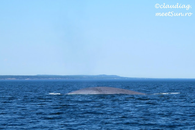 balena albastră