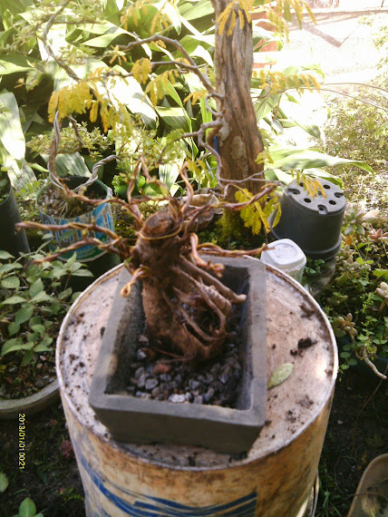 Uma raiz de Ficus Microcarpa... IMAG0341