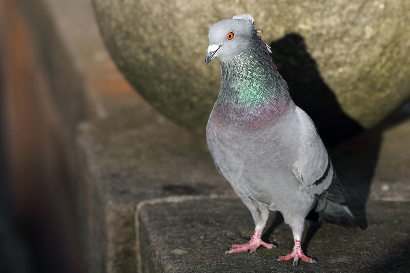 IMAGE: https://lh6.googleusercontent.com/-Z0SKS-Q3ytA/TxGeHTXHoBI/AAAAAAAAC6Q/WfF7bSIoVqg/s800/IMG_7973.JPG