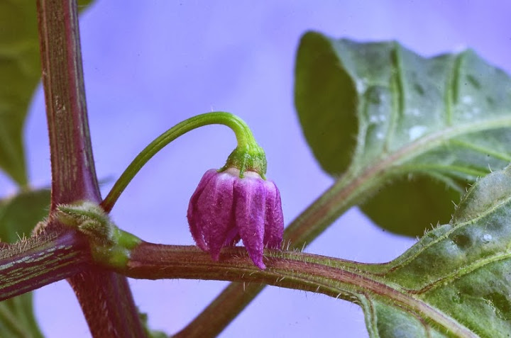 Flower%2520of%2520Santa%2520130214.jpg