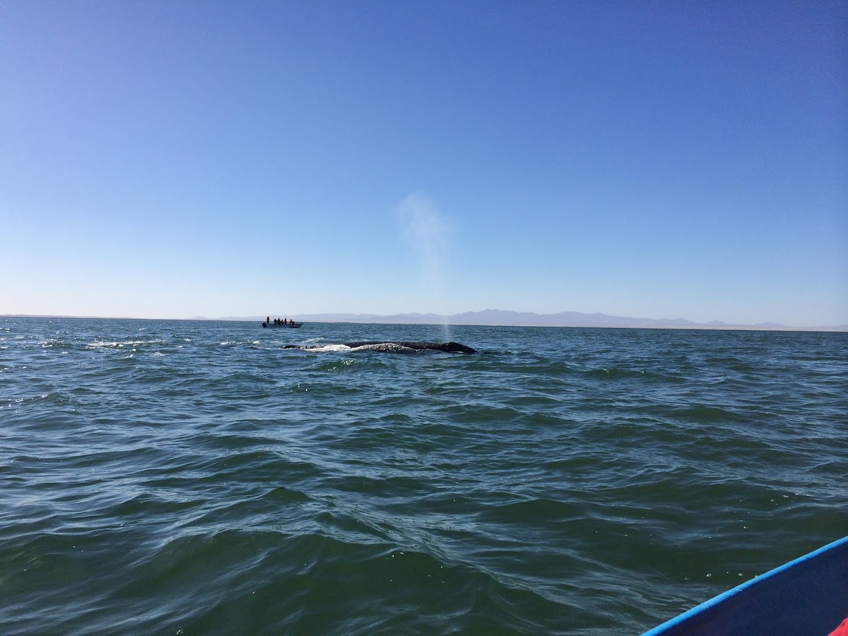 Баха Калифорния - посмотреть китов за три дня из США