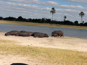 Wildlife Photos of Hippopotamus (Makalolo Plains Camp, Zimbabwe)