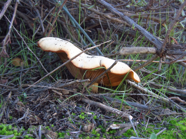 a really big mushroom