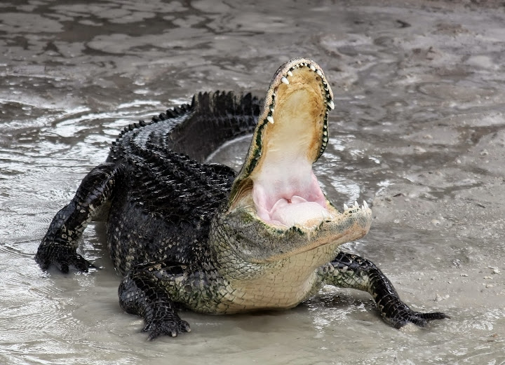 Florida man jailed for being hungry