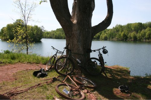 Surly bikes leaning on a large tree base and laying on the ground, on a flat, grass bank with a river behind