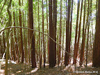 Second growth redwoods