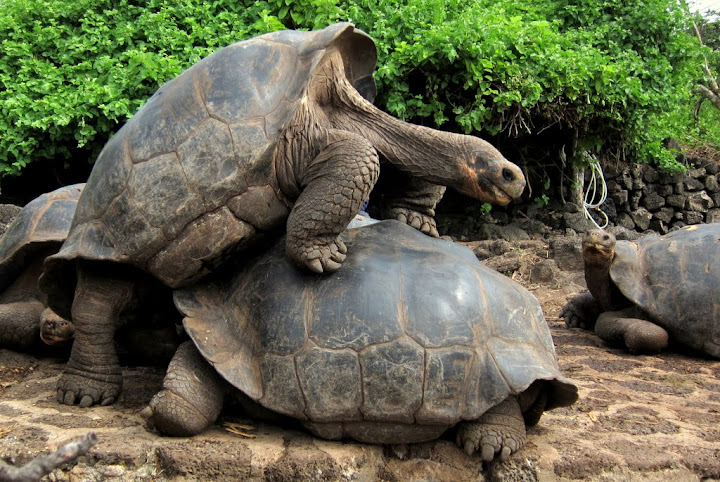 Humping male land tortoises, Galapagos