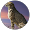 タク