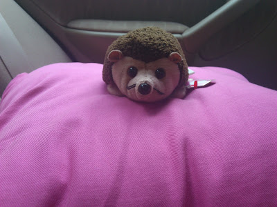 Hedgehog on a cushion