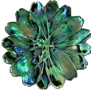 Paua Health - Naturopathy & Energy Healing logo