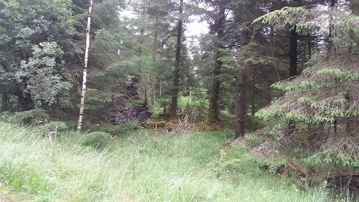 Grizedale