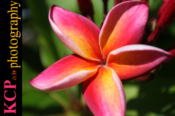 HAWAIIAN Flower STOCK Photography