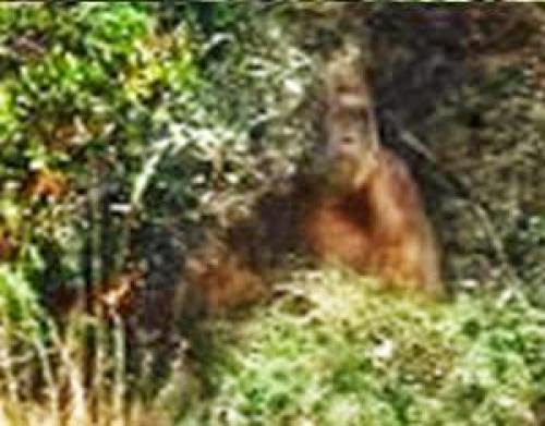 New York Photo Of Orangutanbigfoot