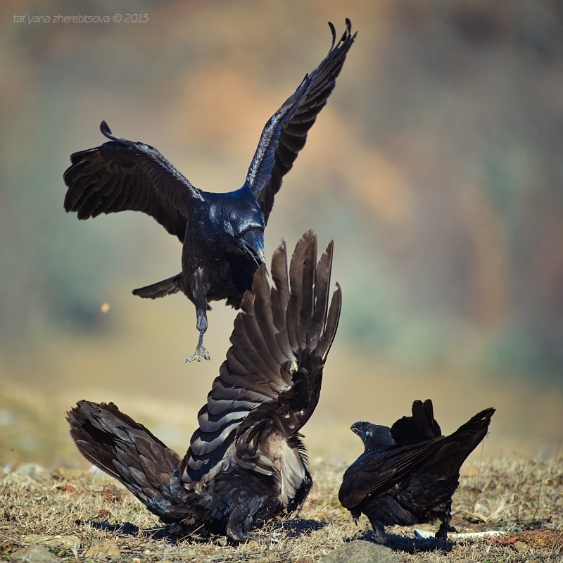 wildlife.crimea.ua
