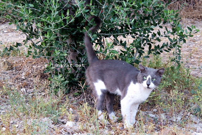 Reisen: Fotos von den Katzen auf Kos, Griechenland
