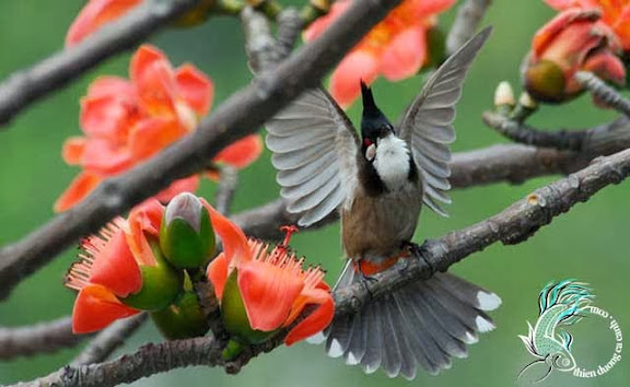 Chim mào vàng – Wikipedia tiếng Việt