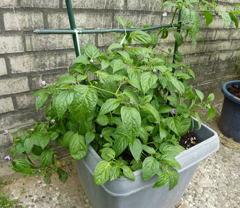 P1170424.JPG