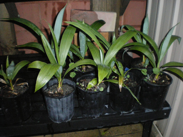 palms%2520003.JPG