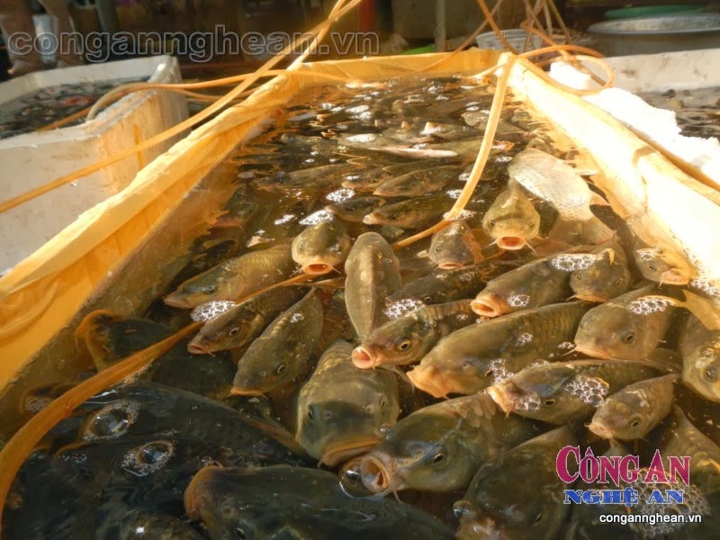 Hàng ngàn con cá chép trong các hộp xốp sẽ được phóng sinh ra các ao hồ tự nhiên