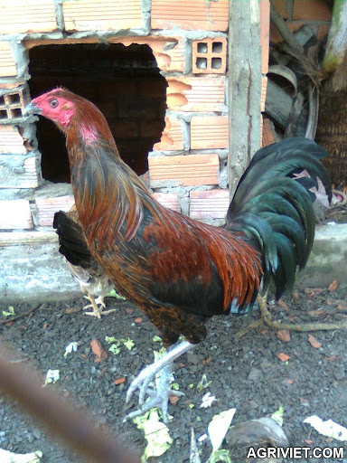 Agriviet.Com-H%25C3%25ACnh_%25E1%25BA%25A3nh0205.jpg Agriviet.Com-H%25C3%25ACnh_%25E1%25BA%25A3nh0205.jpg