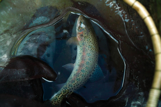 A trout caught on tenkara