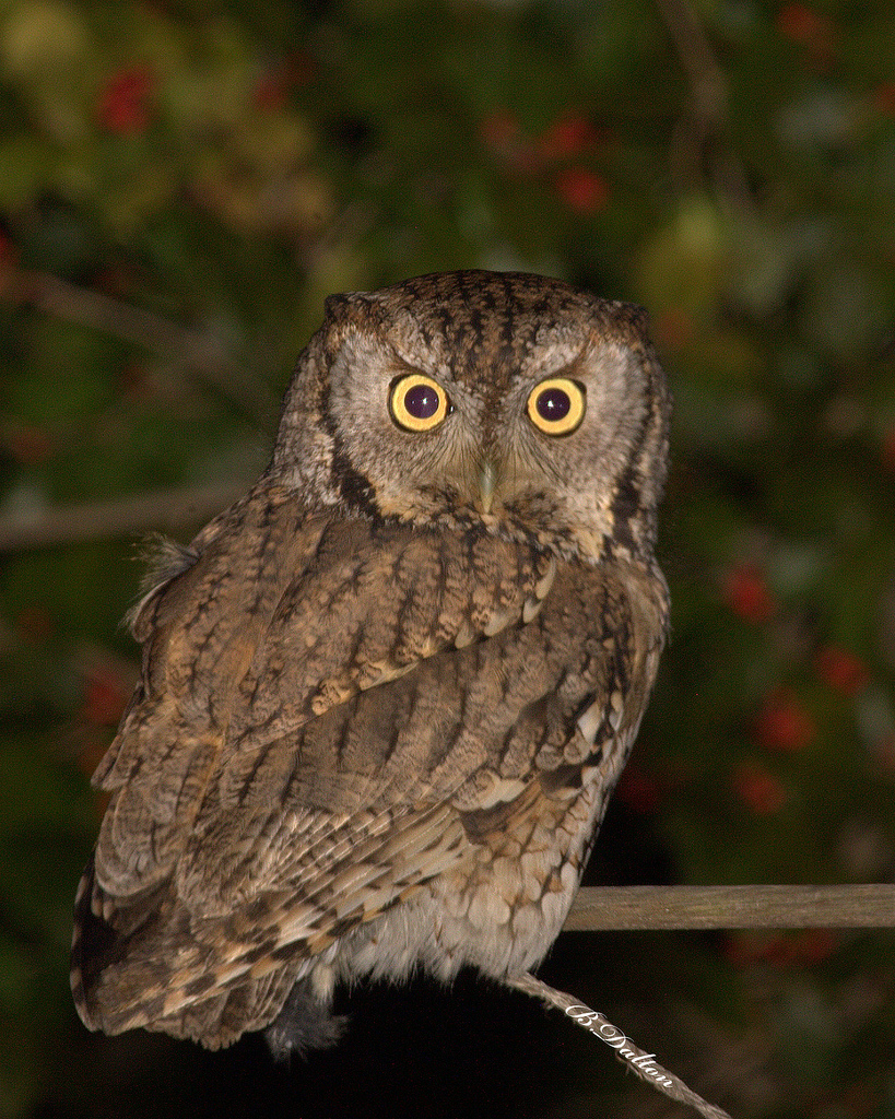 birds eastern screech owl birds eastern screech owl