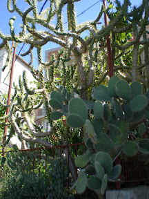 Kaktusi prelijepe Komize P8130219