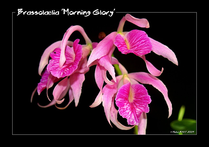 Bc Morning Glory Brassolaelia_MorningGlory