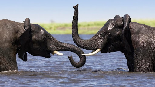 African Elephant Pair Playing in the Chobe River, Botswana.jpg