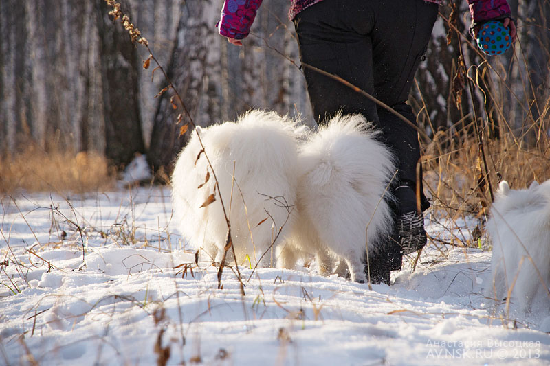 japanese spitz