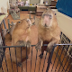 Capybara Cafe "Capybara Land" PUIPUI