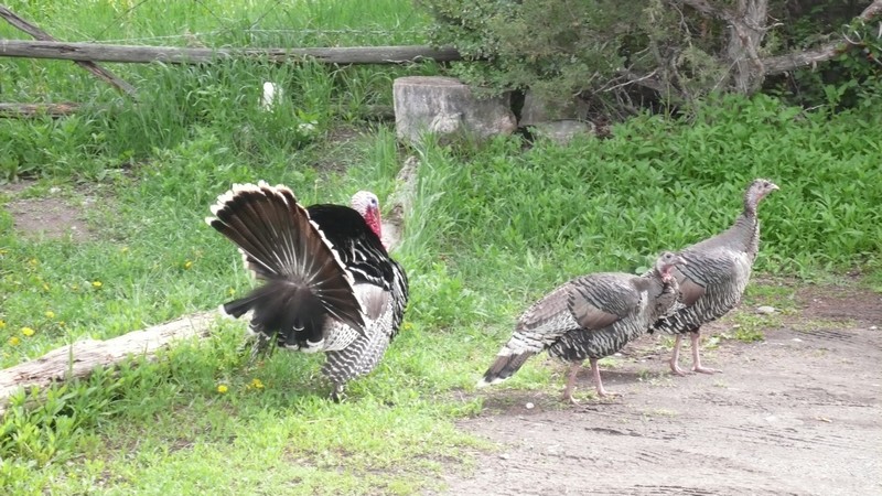 TURKEY