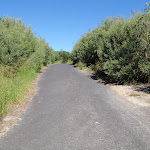 Sealed track between Freemans Camping area and Birdie Beach carpark (250855)