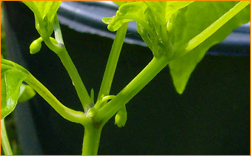 Spirali%252520mit%252520Fruchtansatz.jpg