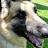 dogstalking
