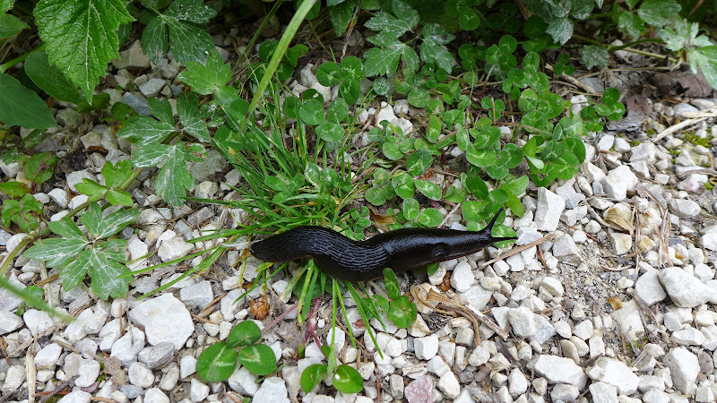 Посмотри, какое лето! Или сказочная Бавария – 2