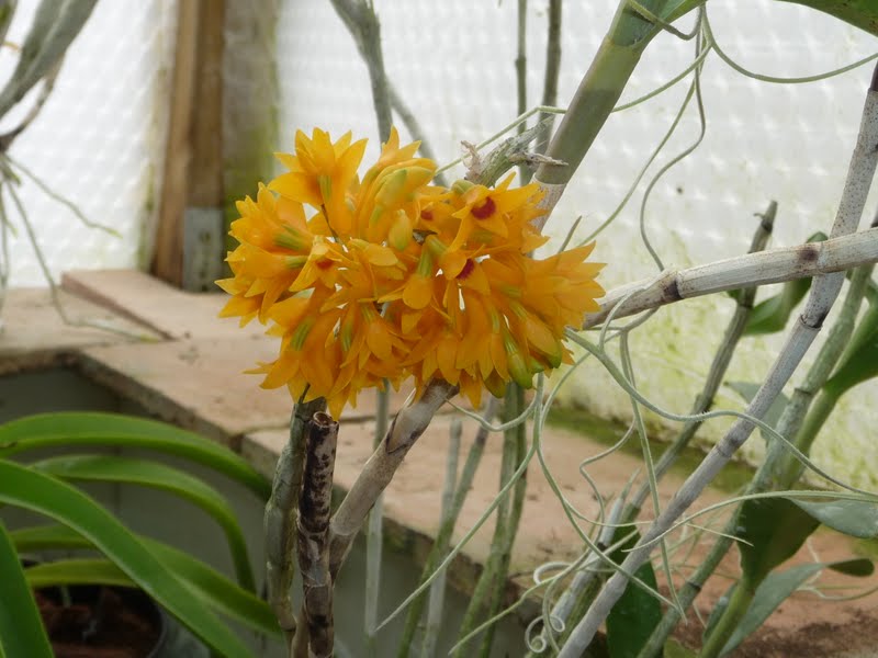 Dendrobium bullenianum P1150591