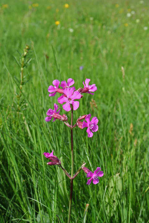 Lychnis viscaria